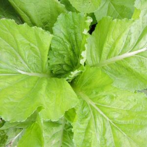 Close up of leafy greens