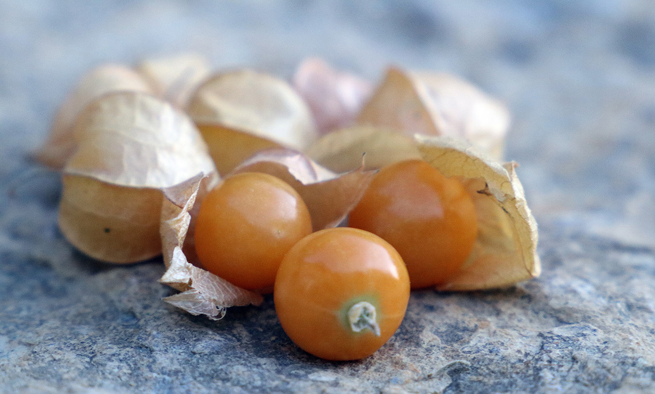 A group of dark yellow ground cherries with tan papery husks on a rock surface