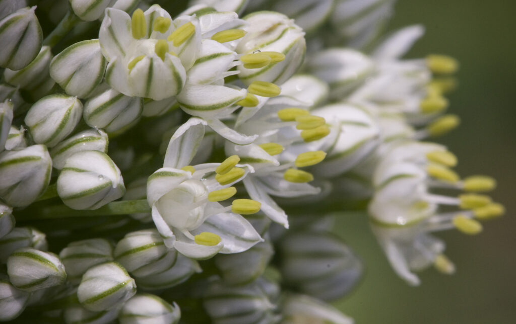 A close-up of an onion seed head, covered in tiny white flowers with green marks and yellow pollen.