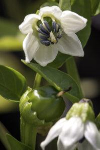 Two white pepper flowers and a small green emerging fruit