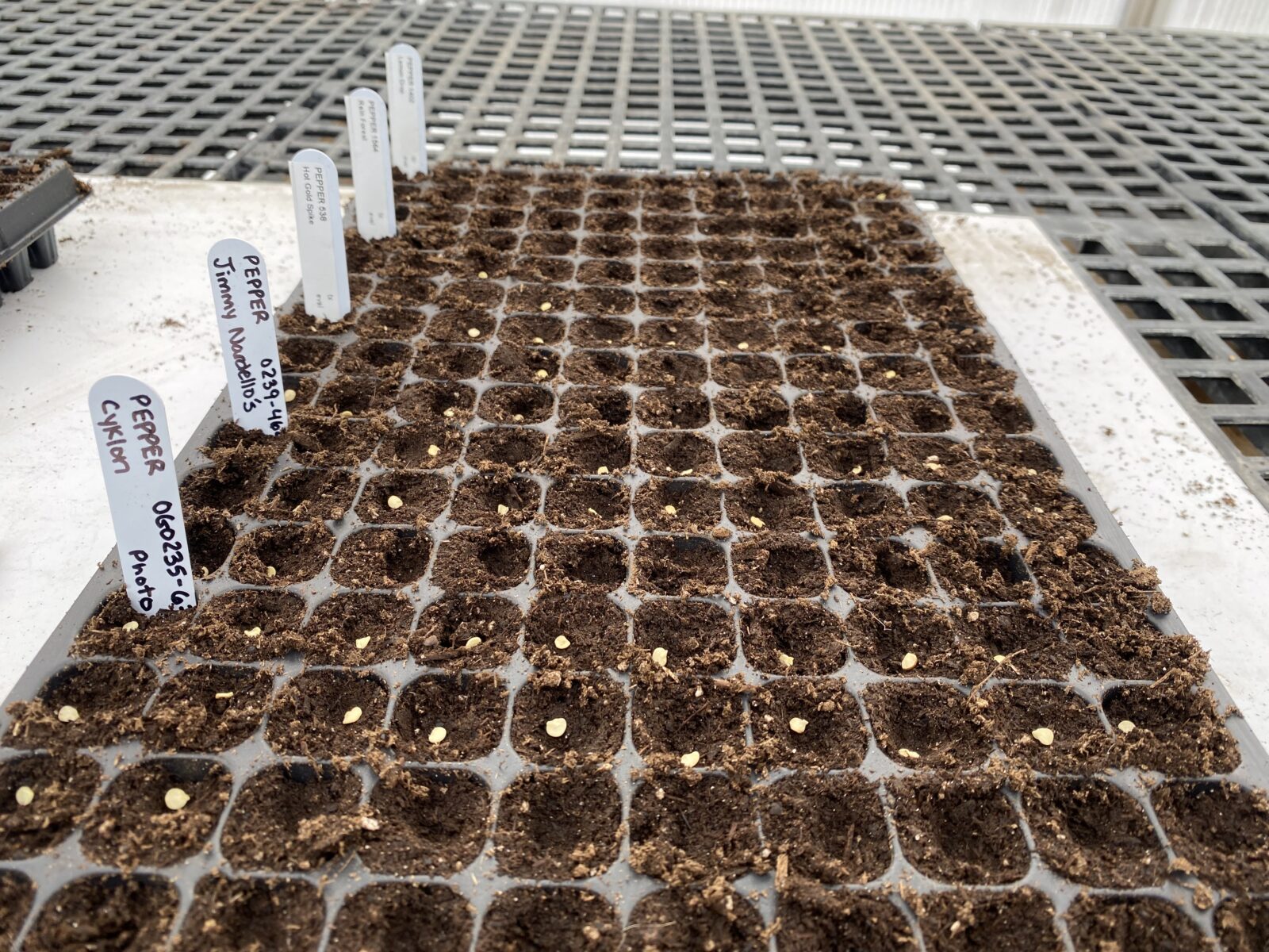 A 200-cell greenhouse tray filled with soil and with one pepper seed on the surface of the soil in every cell.