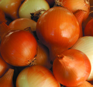 A pile of 'Yellow of Parma' onions