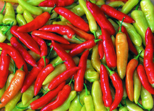 A pile of 'Aji Crystal' peppers in colors ranging from light green to yellow to red.
