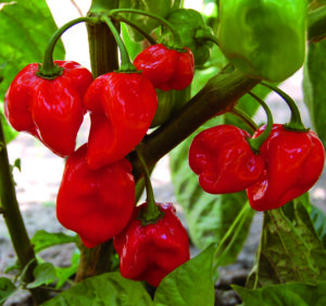 Many small 'Red Habanero' peppers hanging from a plant