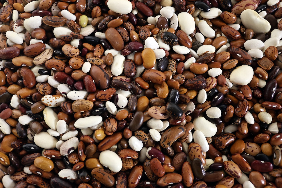 Hundreds of bean seeds of a variety of shapes, sizes, and colors