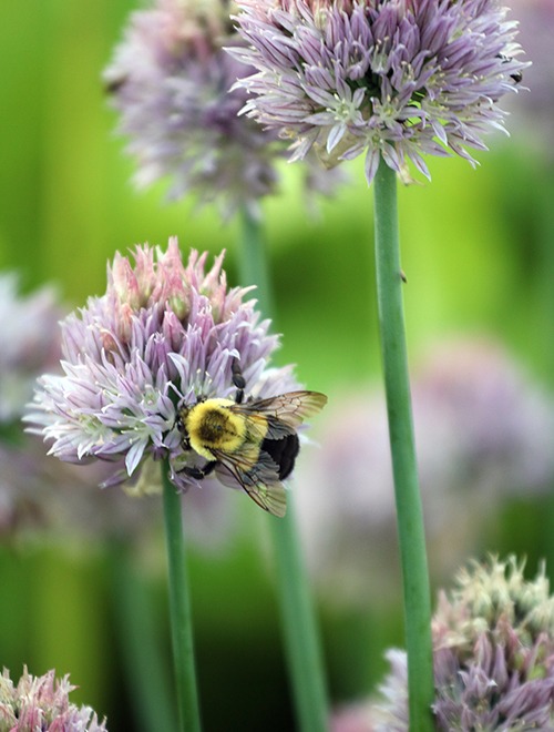 A bumblebee on a light purple round allium flower next to other flowers