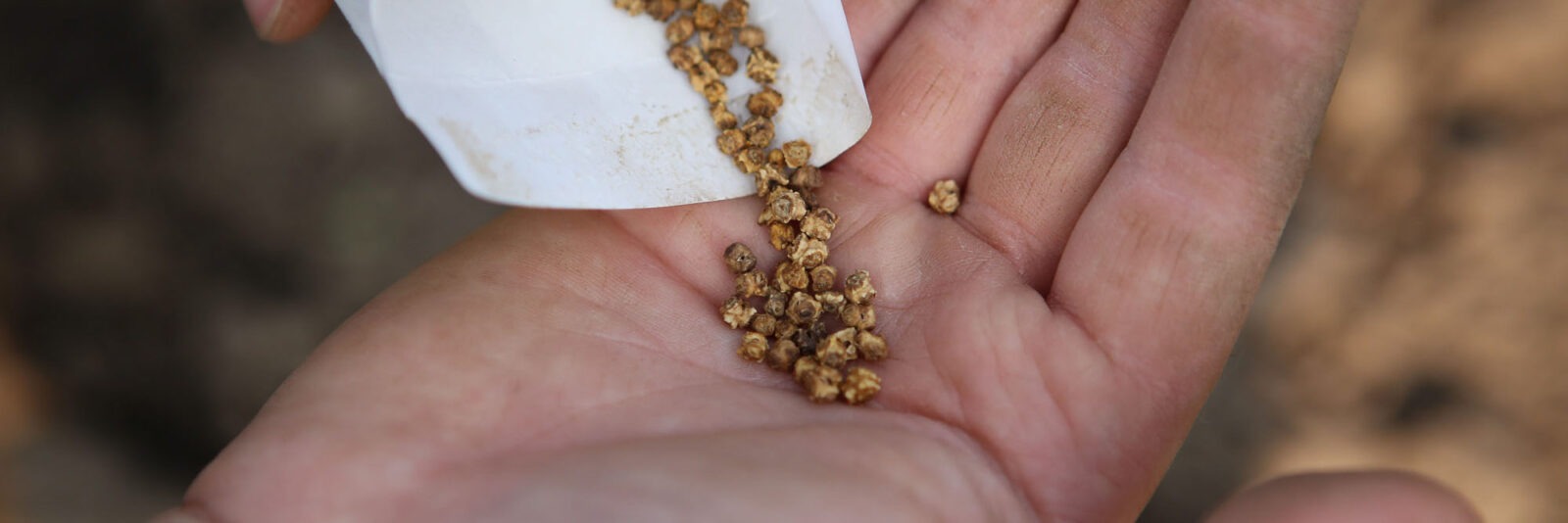 A packet of beet seeds being poured into an outstretched hand