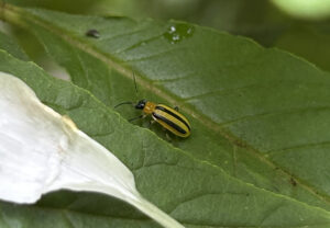 A striped cucumber beetle on a leaf