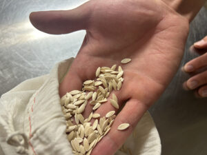 A hand shows some clean dry cucumber seeds from a cloth bag