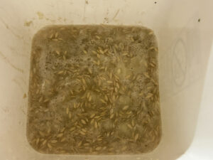 A mixture of cucumber pulp and seeds in a white bucket