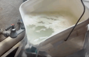 Pouring water and pulp out of a white bucket to decant cucumber seeds