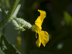 A yellow female cucumber flower attached to a small, slender, green inferior ovary