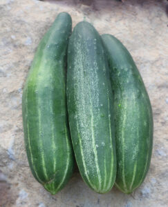 Three green 'Longfellow' cucumbers lined up on a rock surface