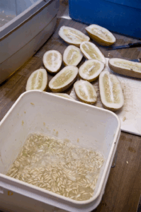 A bucket of cucumber seeds and pulp next to a bunch of halved cucumbers on a table
