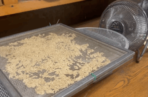 Cucumber seeds drying on a window screen in front of a fan