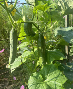 Several ripe green cucumbers hanging from vines