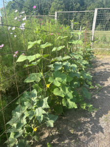 Cucumber plants growing up a trellis in a garden next to some cosmos flowers