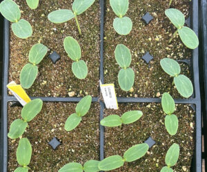 small pots with cucumber seedlings