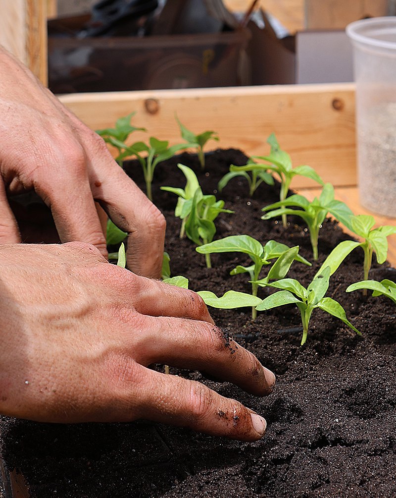 Two hands press pepper seedlings into new three inch pots