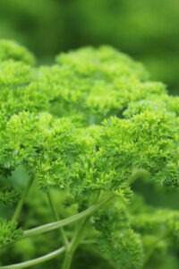 A bright green 'Triple Curled' parsley plant with tightly curled leaves