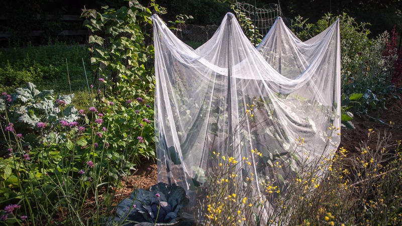 A garden with many vegetables and flowers and a large net held up over four posts in the middle