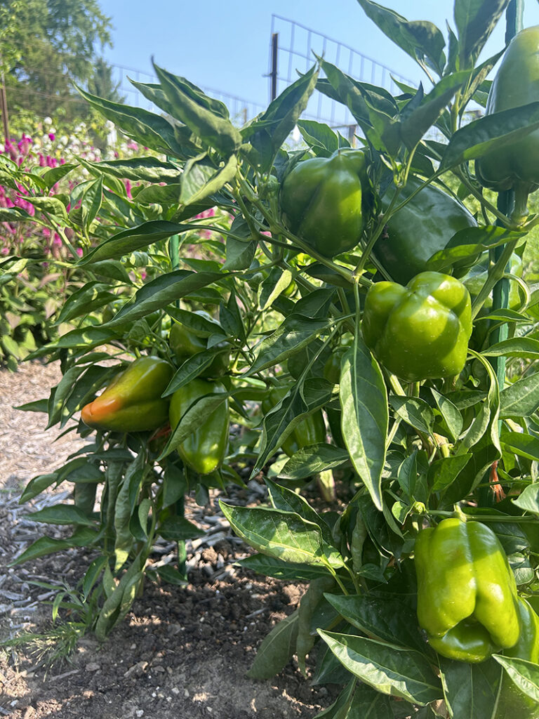 A pepper plant supported by a green stake in a garden