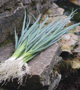 A bunch of 'Heshiko' bunching onions with long green leaves and small bulbs on a rock