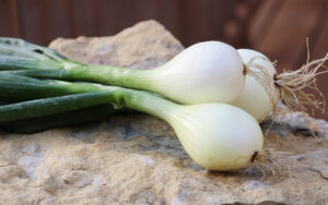 Four 'Walla Walla' onions with green stalks and leaves on a rock