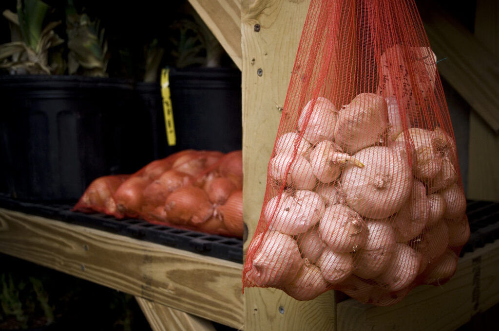 A mesh bag of white onions hangs on a large wooden shelf where more mesh onion bags rest