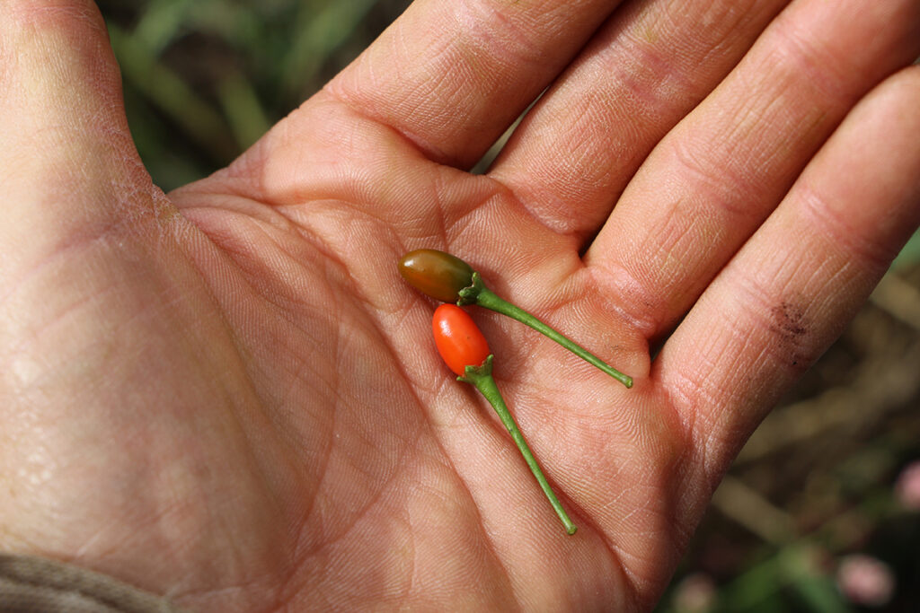 An outstretched hand holds two tiny peppers