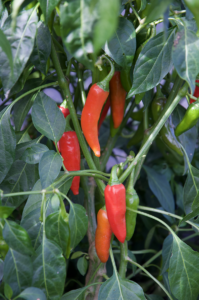 A pepper plant with small pointed peppers in various stages of ripeness.