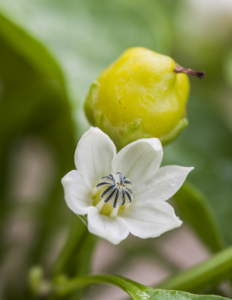 A pepper flower next to a small pepper fruit