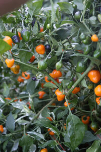 A 'Golden Nugget' pepper plant, with small peppers in various stages of development, with colors such as green, red, and purple.