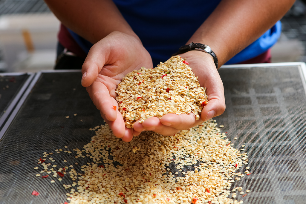 A person holds a pile of dried pepper seeds in their hands over a screen with more pepper seeds