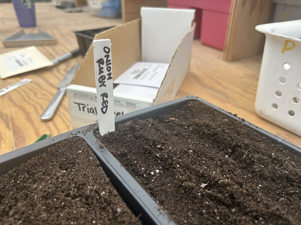 Two plastic trays with soil and a white label reading Ruby Red Onion