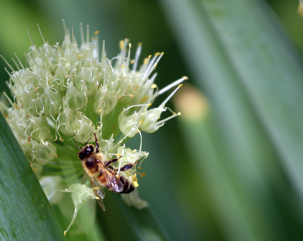A bee pollinates an onion flower