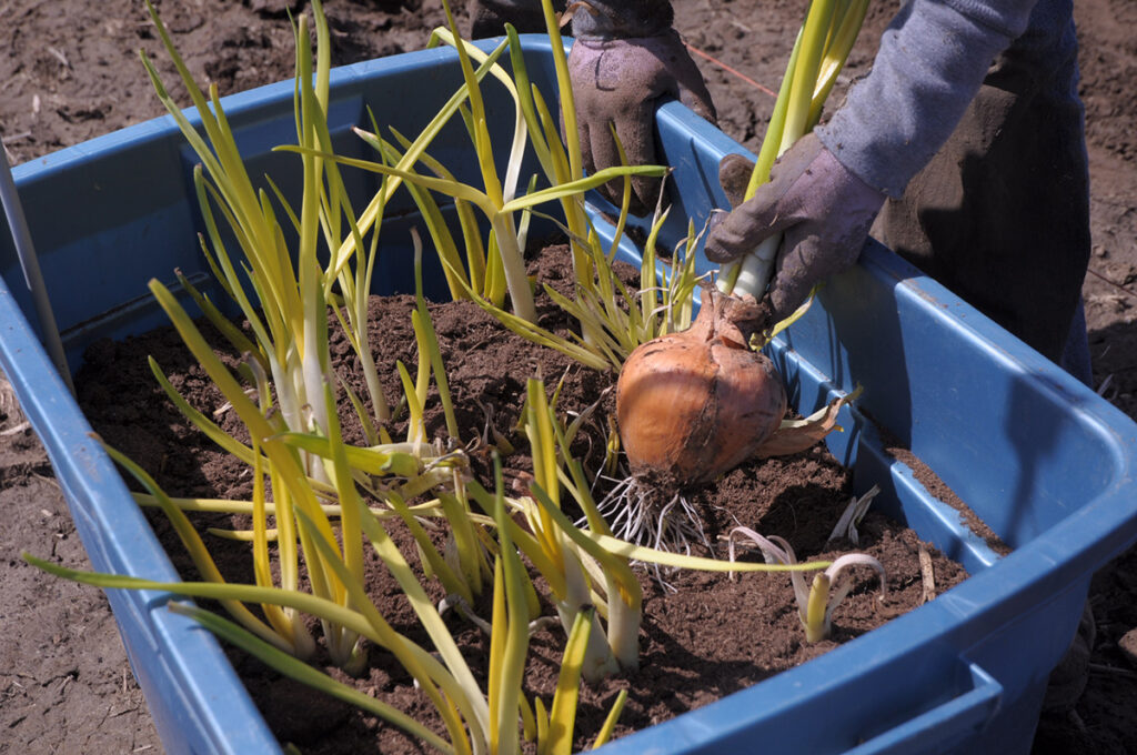 A large blue tub with soil and sprouting onions planted in it