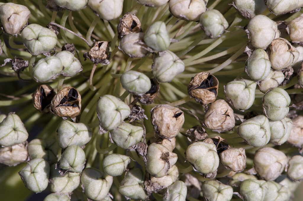 Many small onion capsules containing seeds starting to split open