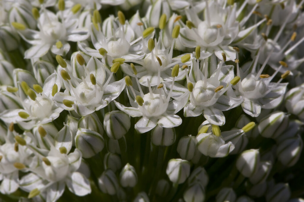 Small white onion flowers on a central umbel