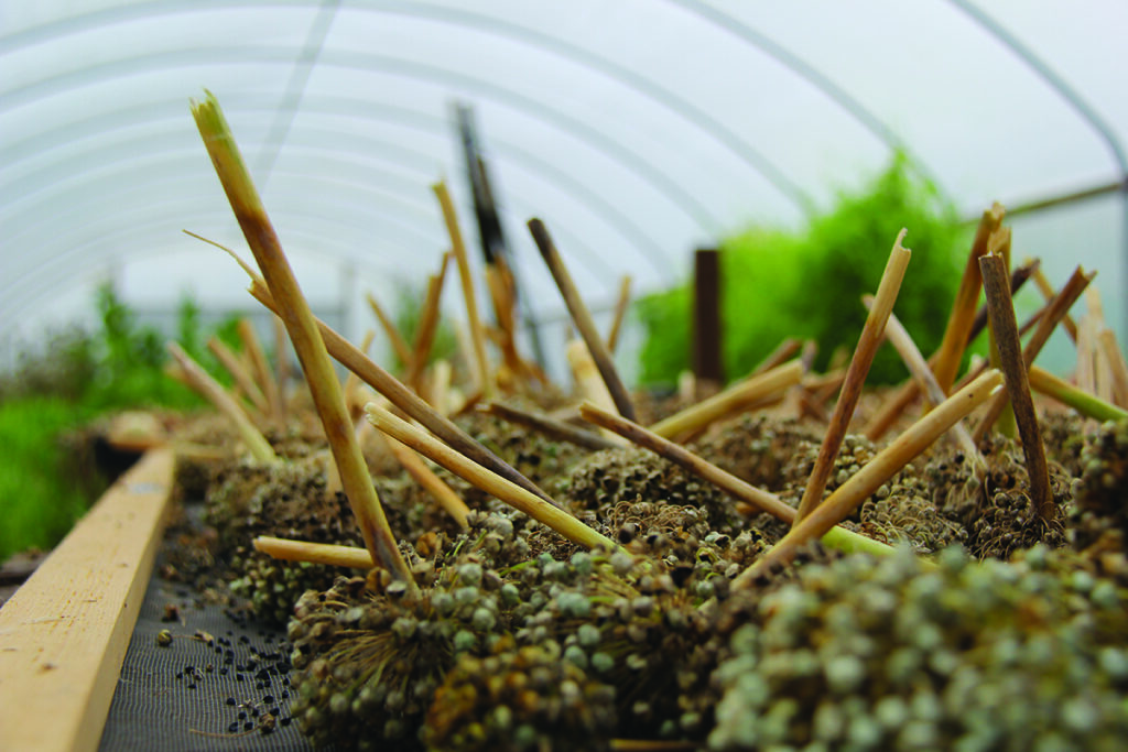 Many onion umbels with stalks and seed capsules drying on a screen inside a tunnel