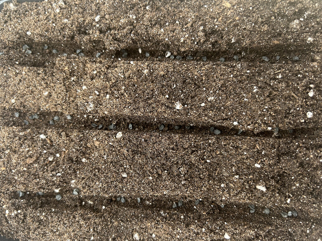 Potting soil with three small trenches, with onion seeds in the trenches
