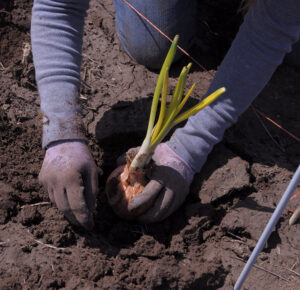 A person plants a second year onion into the soil