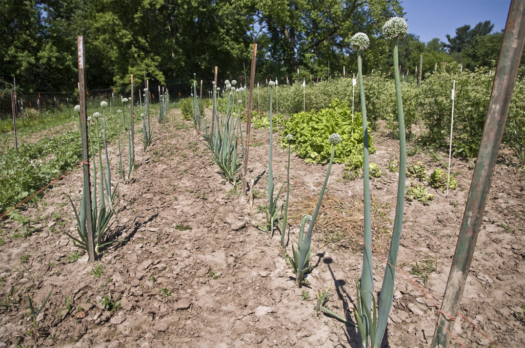 Several rows of second year onion plants in a garden