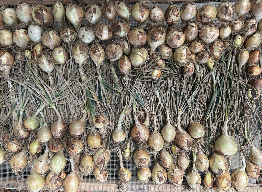 Many rows of onions curing