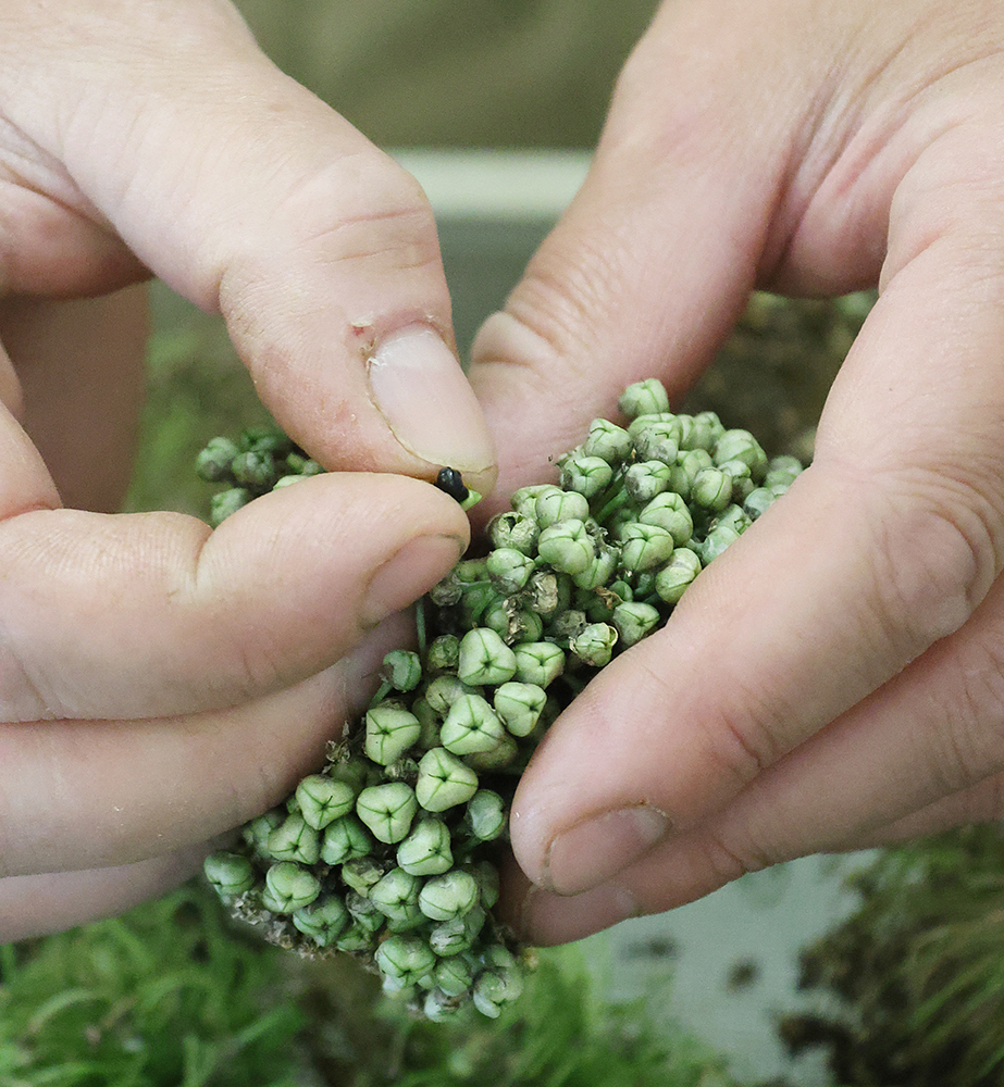 A person opens an onion seed capsule and removes a black seed from within.
