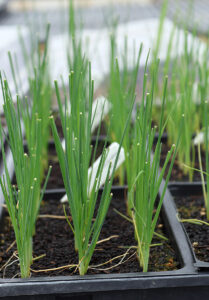 Greenhouse trays with onion seedlings