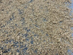 Hundreds of tomato seeds on a screen