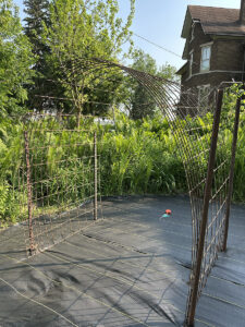A metal arch formed by four t-posts and a hog panel, all on dark landscape fabric
