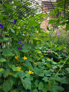An arched trellis in a garden with squash and morning glory plants climbing towards the top