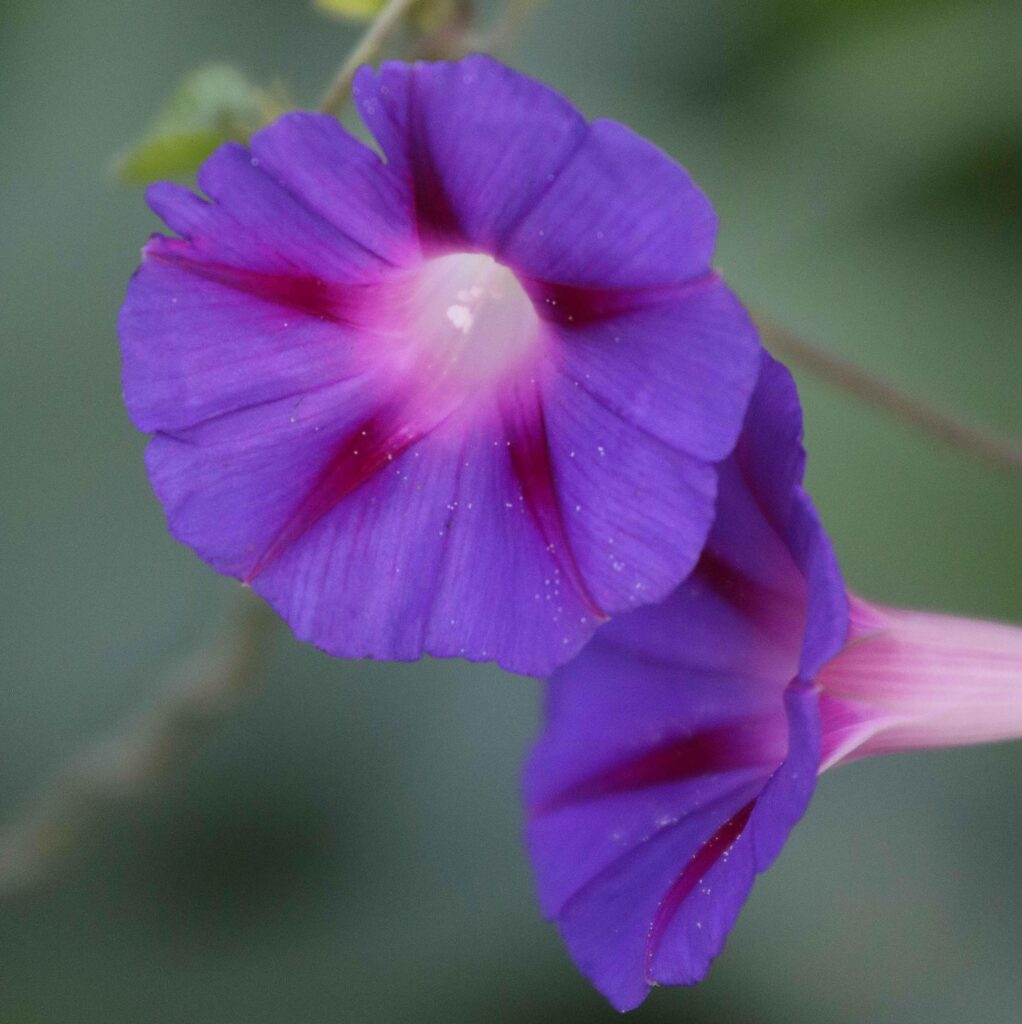 two purple 'Grandpa Ott's' morning glory flowers with pink stripes in their centers